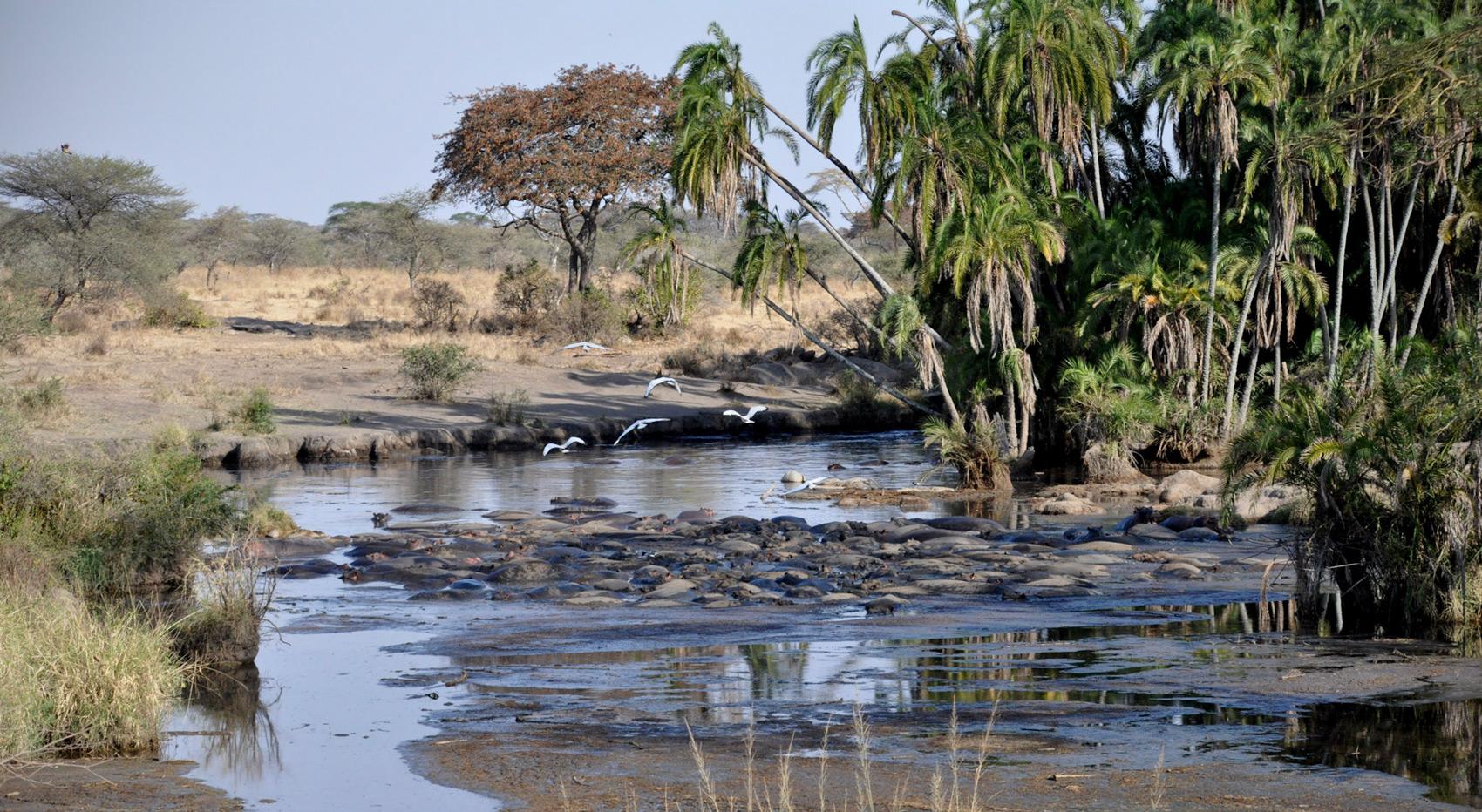 A photo of hippos in shallow water at a lake in Nyerere National Park in Tanzania. A photo of hippos in shallow water at a lake in Nyerere National Park in Tanzania.