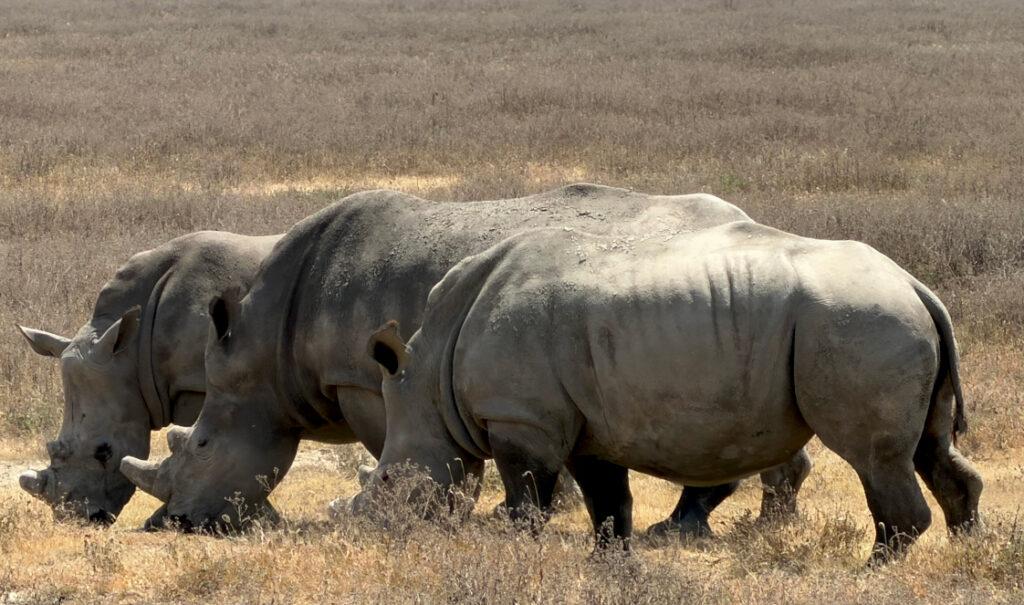 Three white rhino