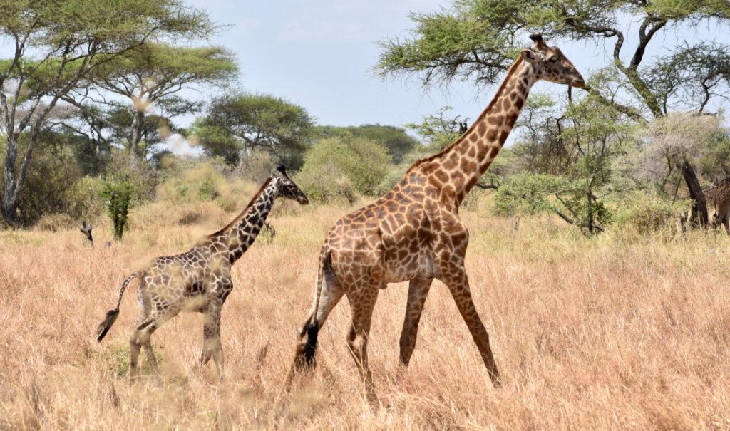 Two young Maasai giraffes walk through dry grass, with large acacia trees in the background