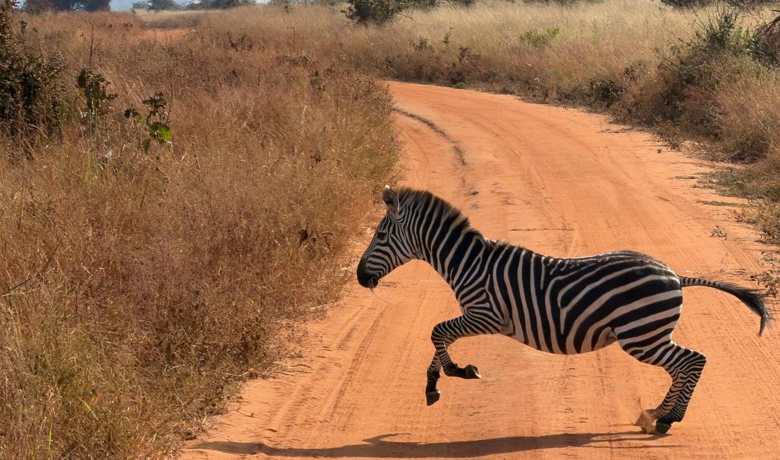 A zebra running across an ochre-coloured track