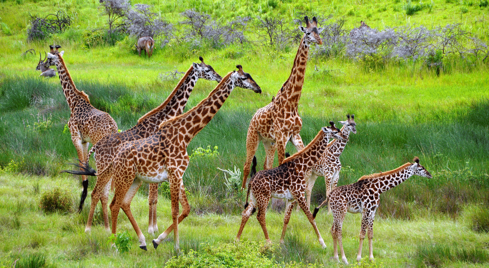 Giraffe in Arusha National Park. Giraffe in Arusha National Park.