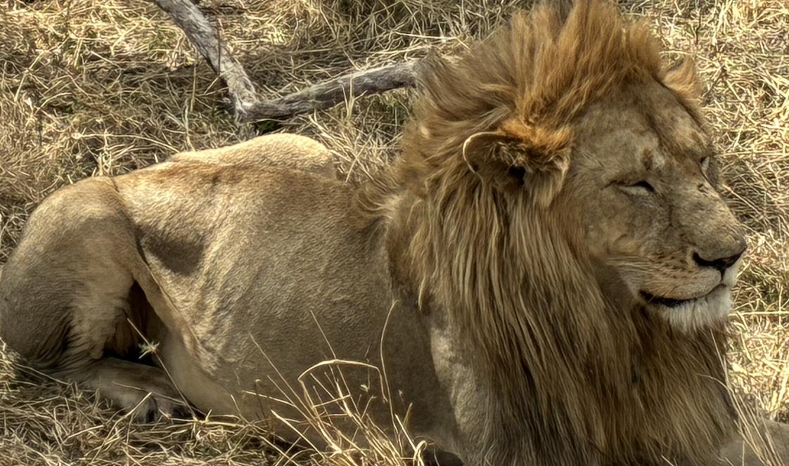 Während einer Safari in Tansania entdeckt man einen hungrigen Löwen mit goldener Mähne, der tagsüber im Schatten döst.