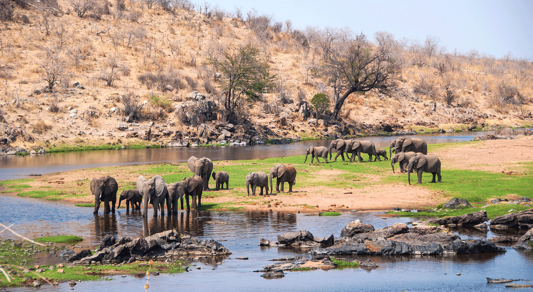 Ruaha River with a heard of Elephants in it. Ruaha River with a heard of Elephants in it.