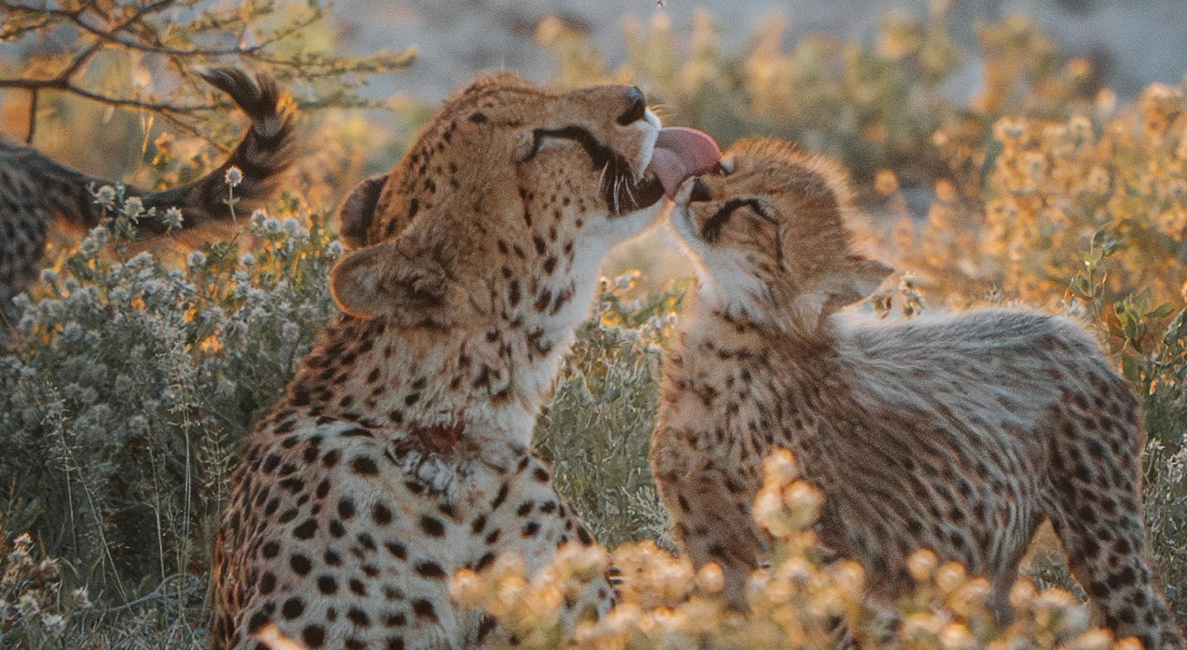A cheetah mother and cub. A cheetah mother and cub.