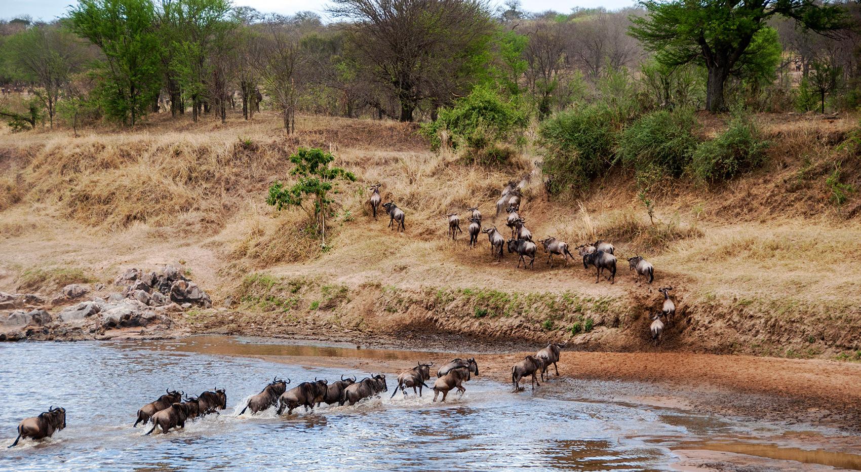 Wildebeest crossing a river in the Serengeti. Wildebeest crossing a river in the Serengeti.