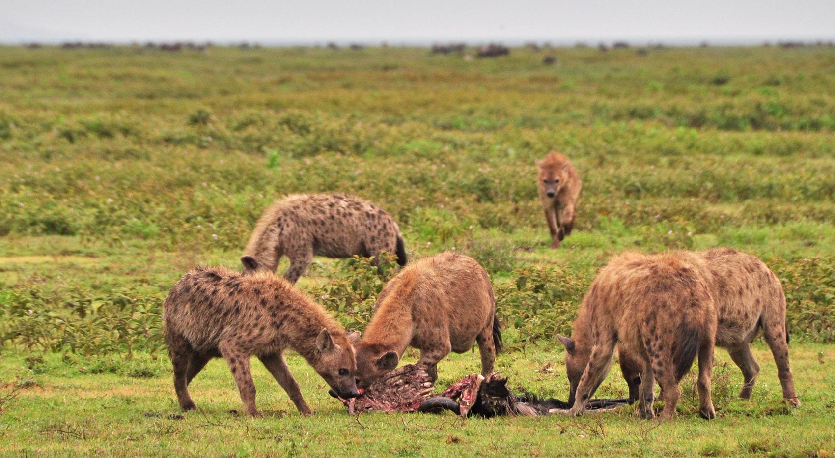 A group of hyena on a wildebeest carcass. A group of hyena on a wildebeest carcass.