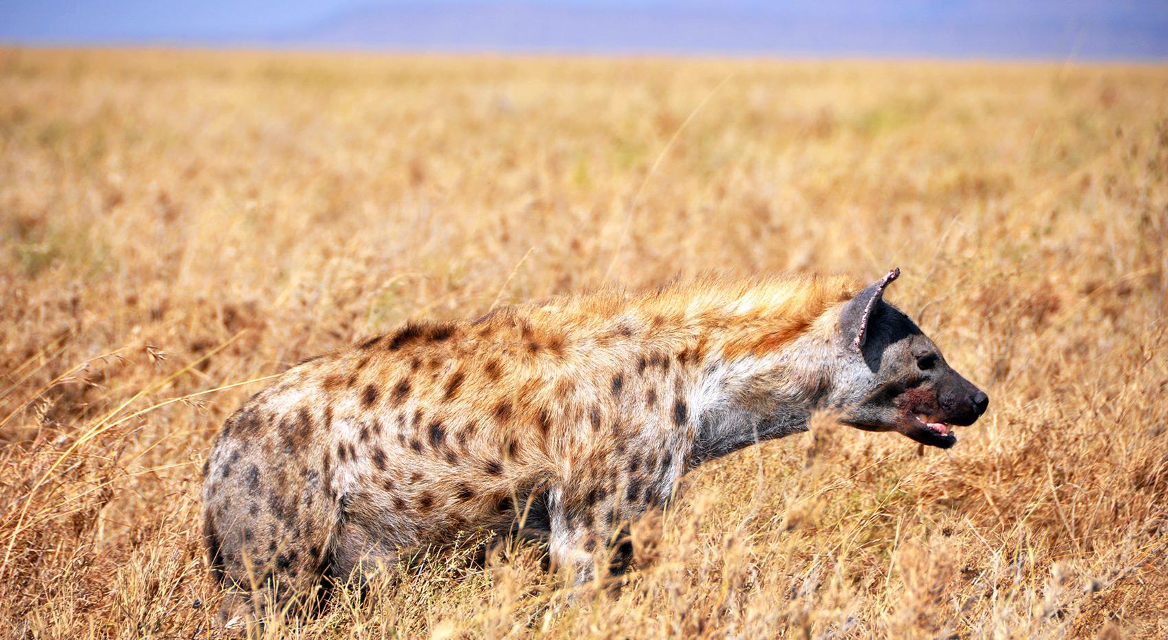 A hyena on the pains of the Serengeti. A hyena on the pains of the Serengeti.
