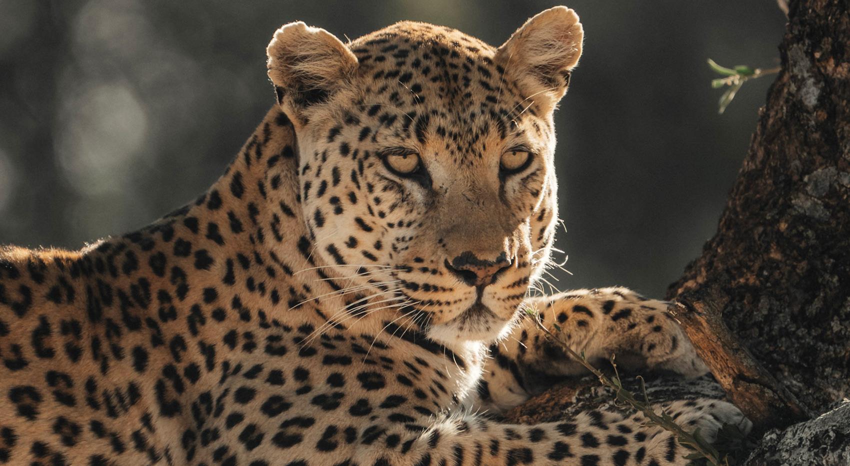 One of the elusive Serengeti predators, a leopard in a tree. One of the elusive Serengeti predators, a leopard in a tree.