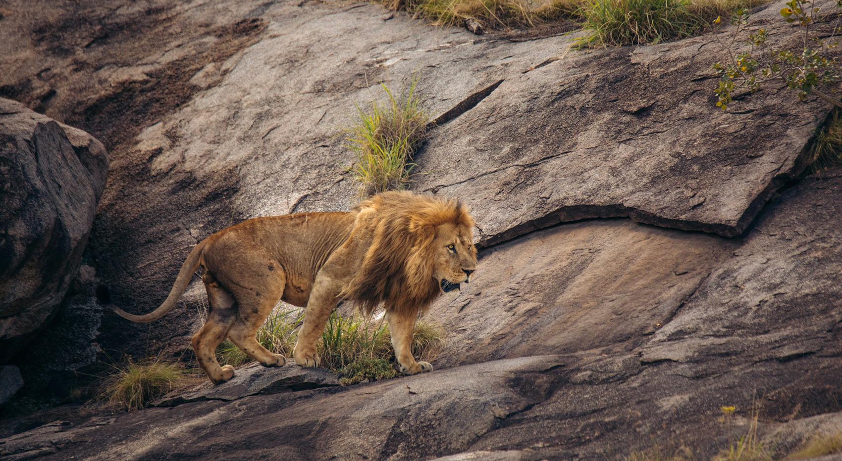 A male lion on a kopje in the Serengeti. A male lion on a kopje in the Serengeti.