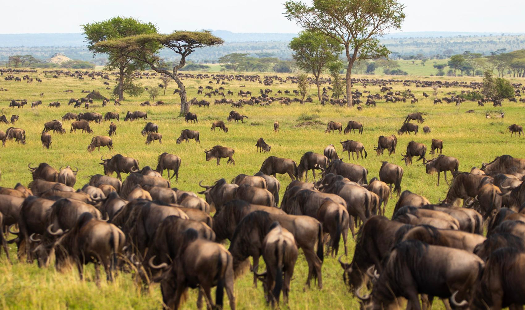 The Serengeti, filled with wildebeest during the migration.