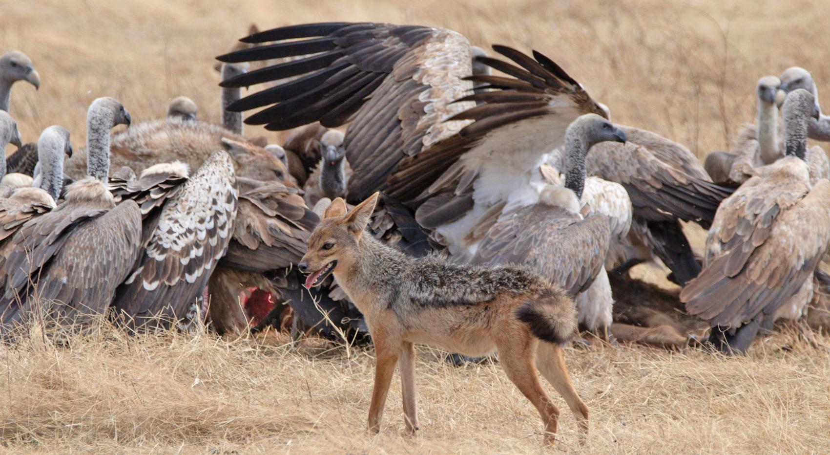 A jackal waiting for the vultures to let him approach the carcass. A jackal waiting for the vultures to let him approach the carcass.